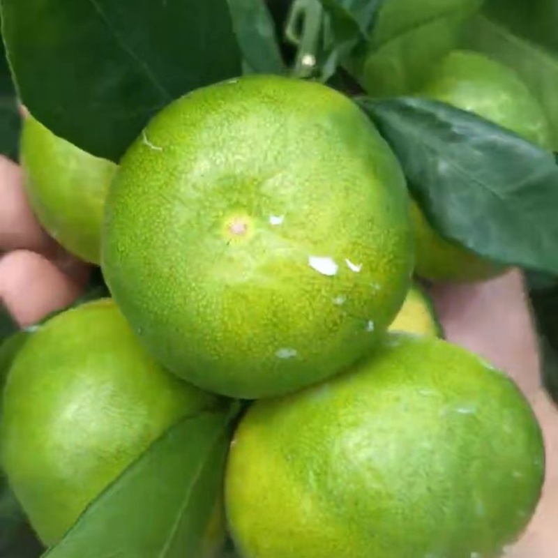 蜜橘