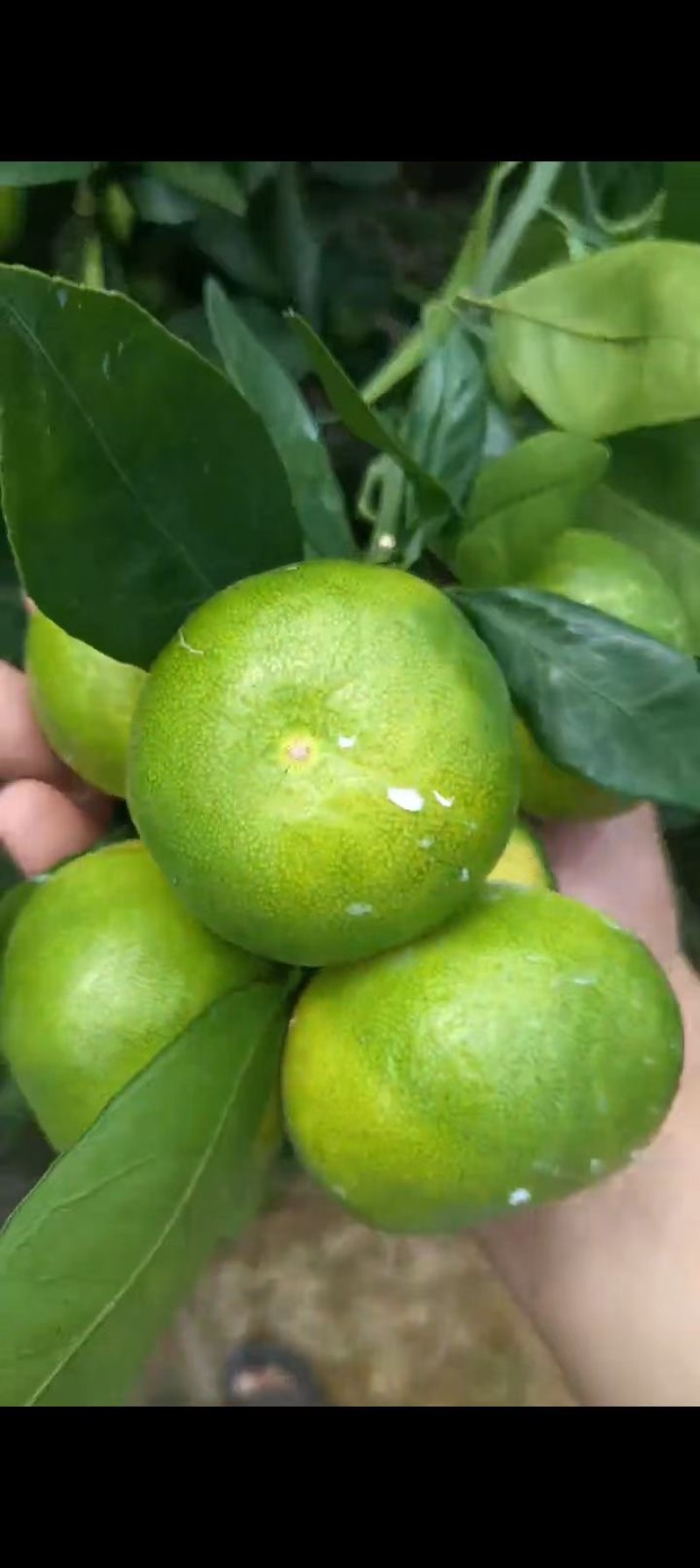 蜜橘