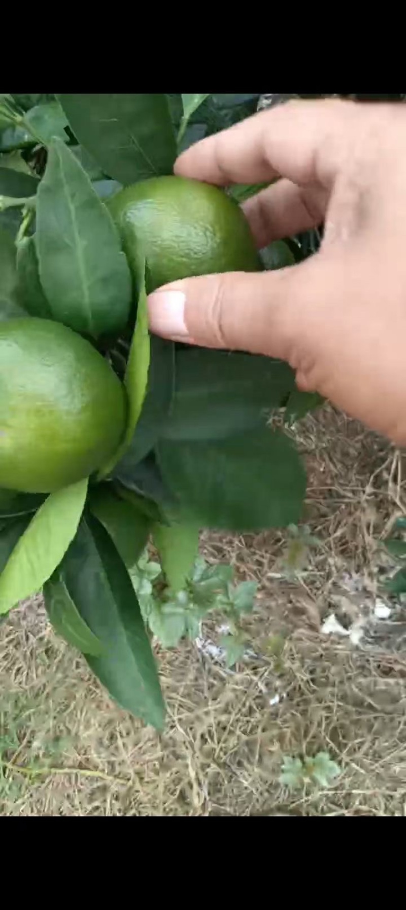 蜜橘