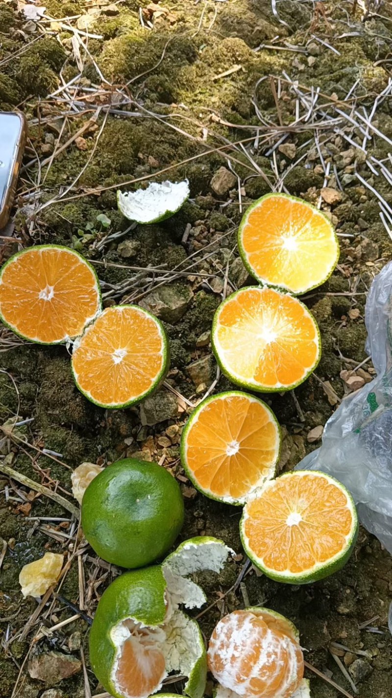 蜜橘