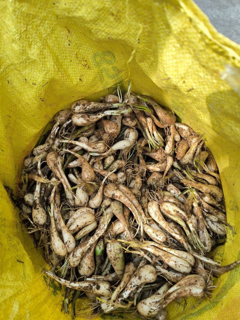 荞头种，鸡腿荞种