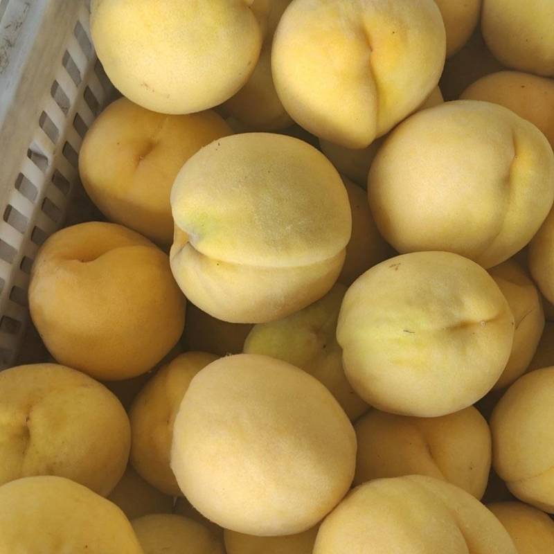 锦绣黄桃