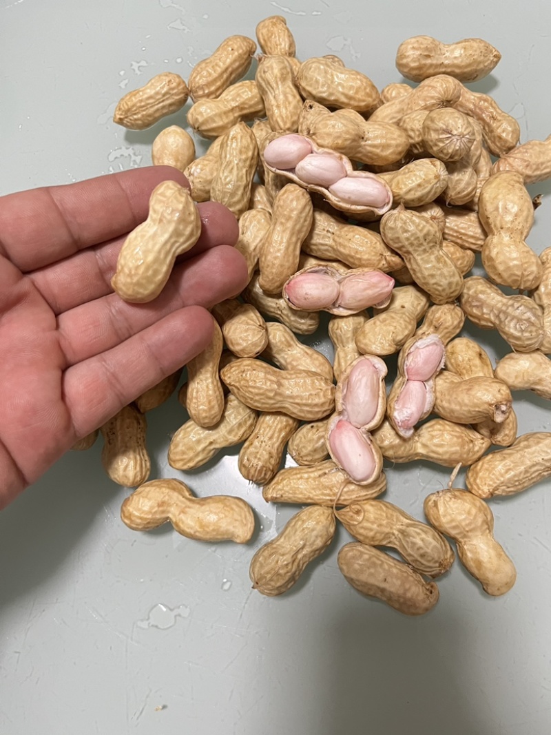 新鲜花生2025新鲜花生