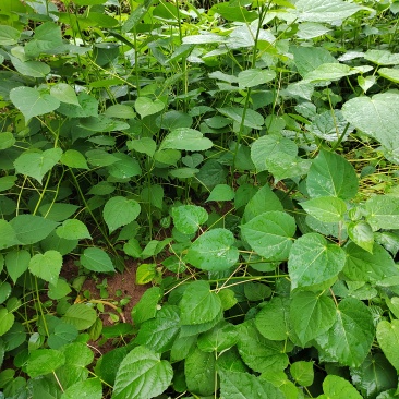 山桐子数量可观