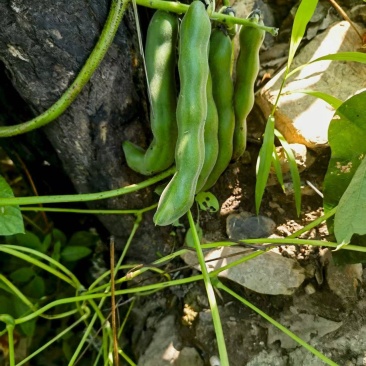 找收购狗爪豆经销商