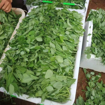 豌豆尖大量有货热天泡沫箱装的，15斤一件