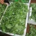 豌豆尖大量有货热天泡沫箱装的，15斤一件