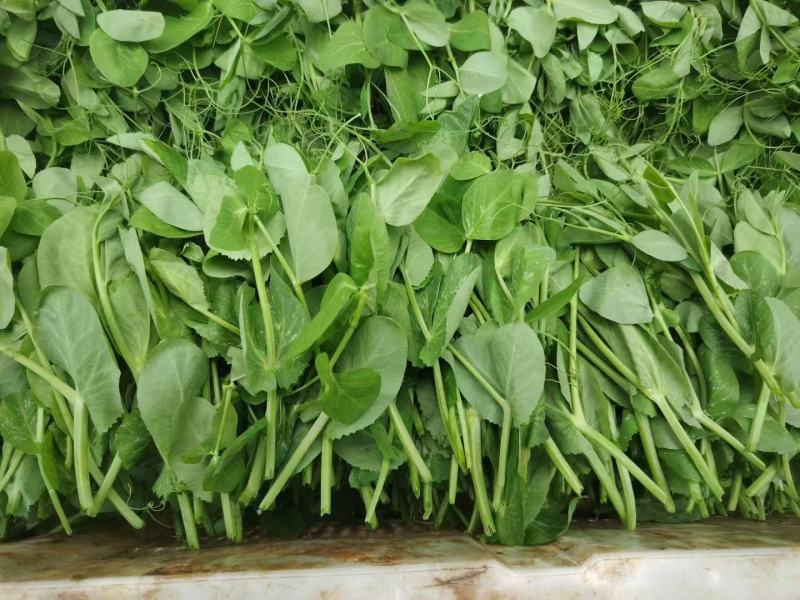 豌豆尖大量有货热天泡沫箱装的，15斤一件