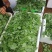 豌豆尖大量有货热天泡沫箱装的，15斤一件