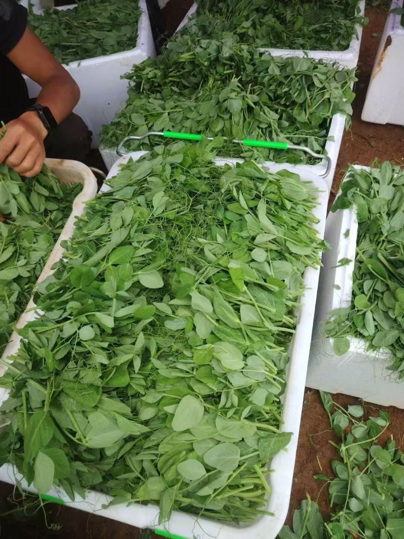 豌豆尖大量有货热天泡沫箱装的，15斤一件