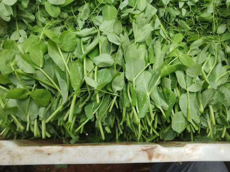 豌豆尖大量有货热天泡沫箱装的，15斤一件
