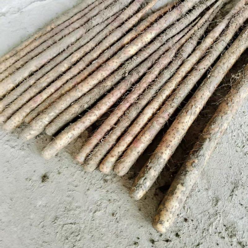 双棒大货产地条形好纯干货圆头好
