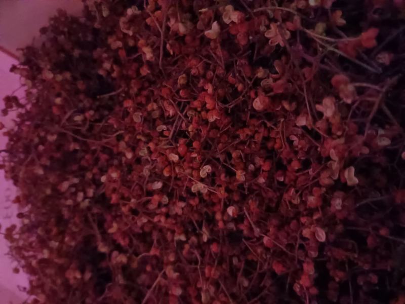 精品花椒