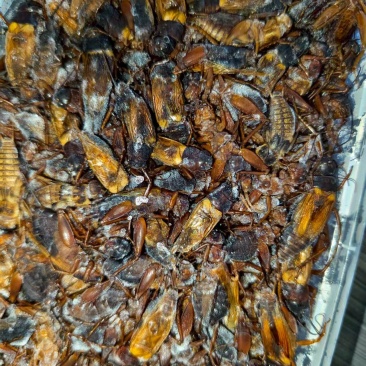 精品双斑油葫芦蟋蟀养殖场发货一手货源批发品质保证价格优惠
