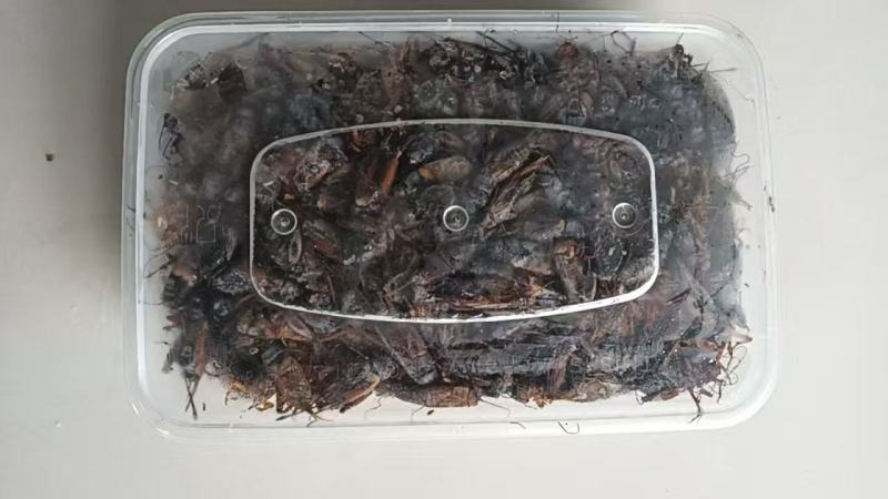 精品双斑油葫芦蟋蟀养殖场发货一手货源批发品质保证价格优惠