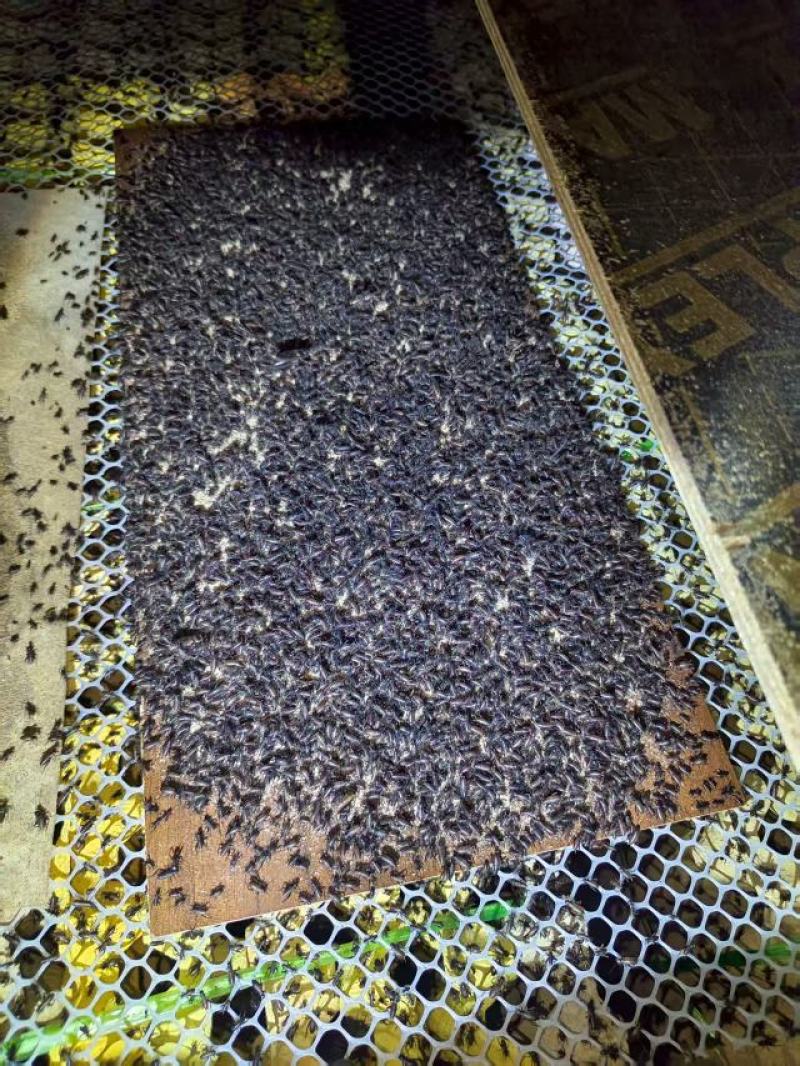 精品双斑油葫芦蟋蟀养殖场发货一手货源批发品质保证价格优惠