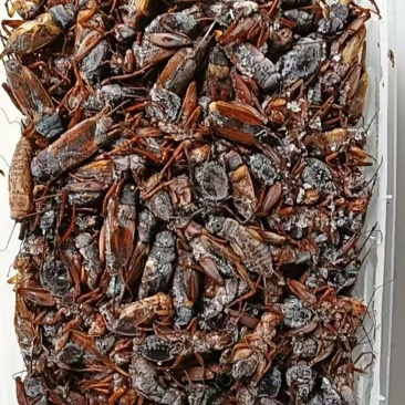 精品双斑油葫芦蟋蟀养殖场发货一手货源批发品质保证价格美丽