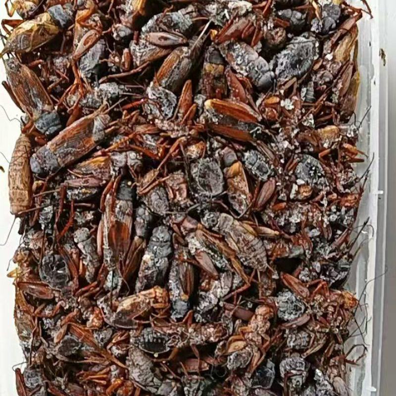 精品双斑油葫芦蟋蟀养殖场发货一手货源批发品质保证价格美丽