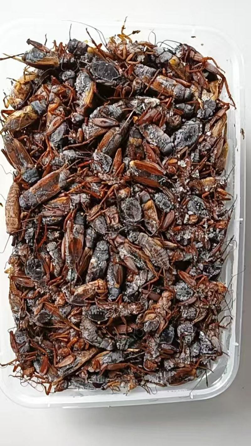 精品双斑油葫芦蟋蟀养殖场发货一手货源批发品质保证价格美丽
