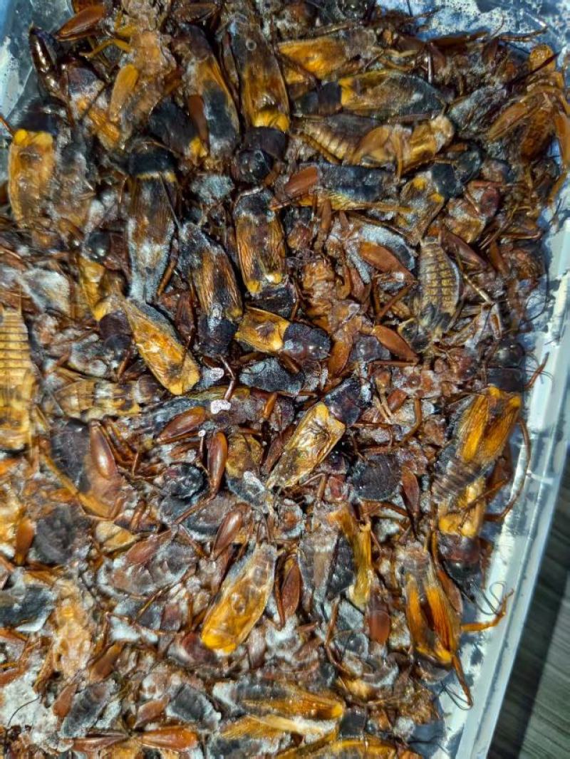 精品双斑油葫芦蟋蟀养殖场发货一手货源批发品质保证价格美丽