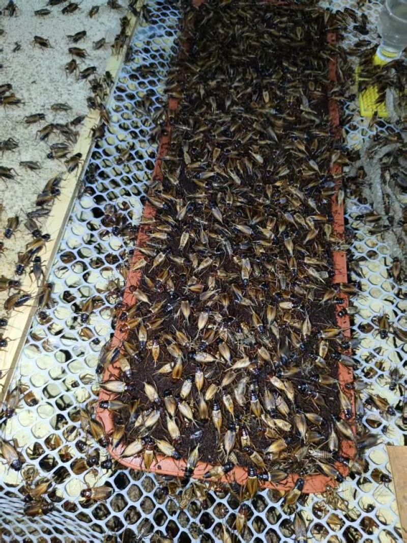 精品双斑油葫芦蟋蟀养殖场发货一手货源批发品质保证价格美丽