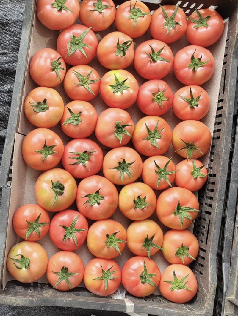 贵州毕节硬粉西红柿大量上市中，基地直发一手货源，视频看货