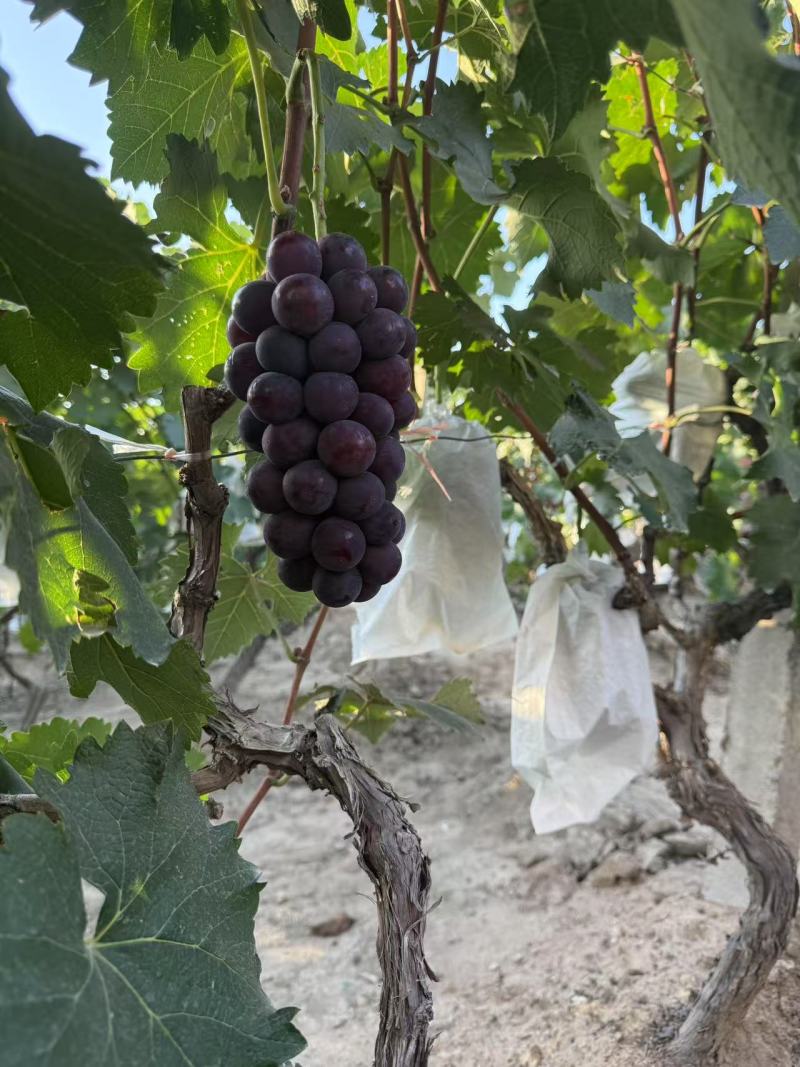 甘肃天水潘集寨巨峰葡萄