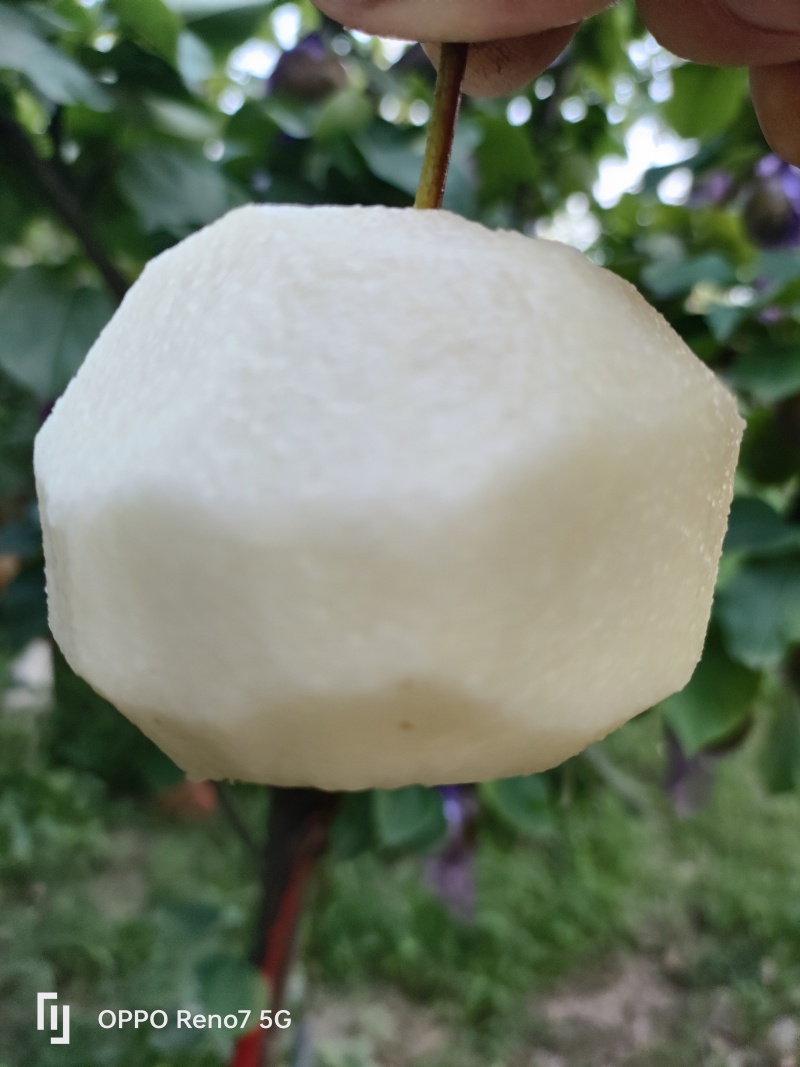 圆黄梨现摘
