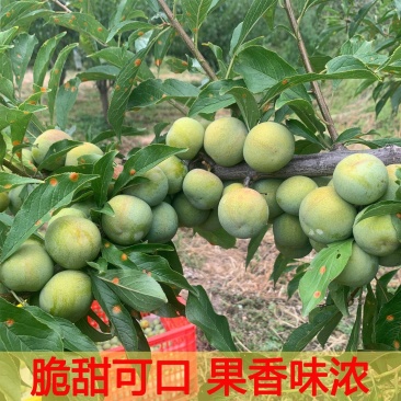产地岀售