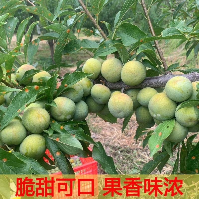 产地岀售