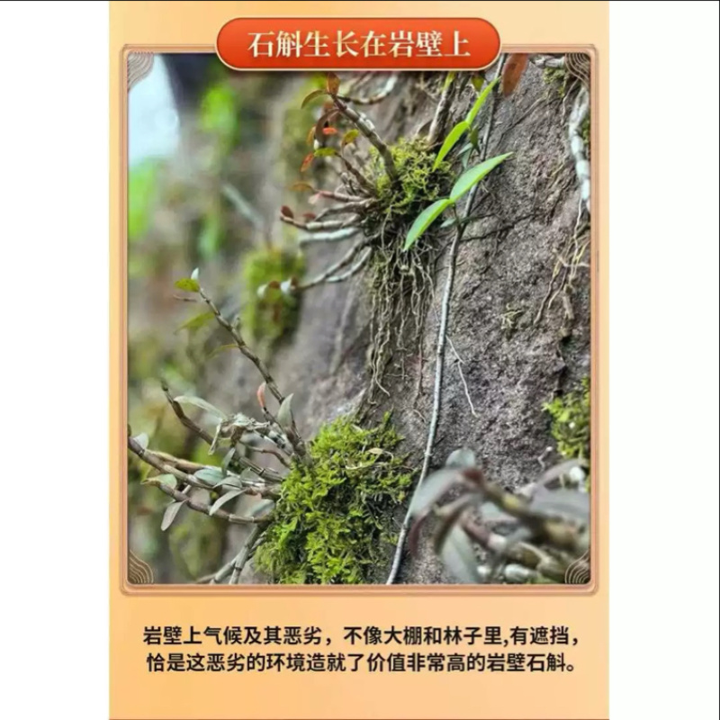 石斛、铁皮石斛、石斛、霍山石斛，霍山铁皮石斛