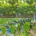 阳光玫瑰