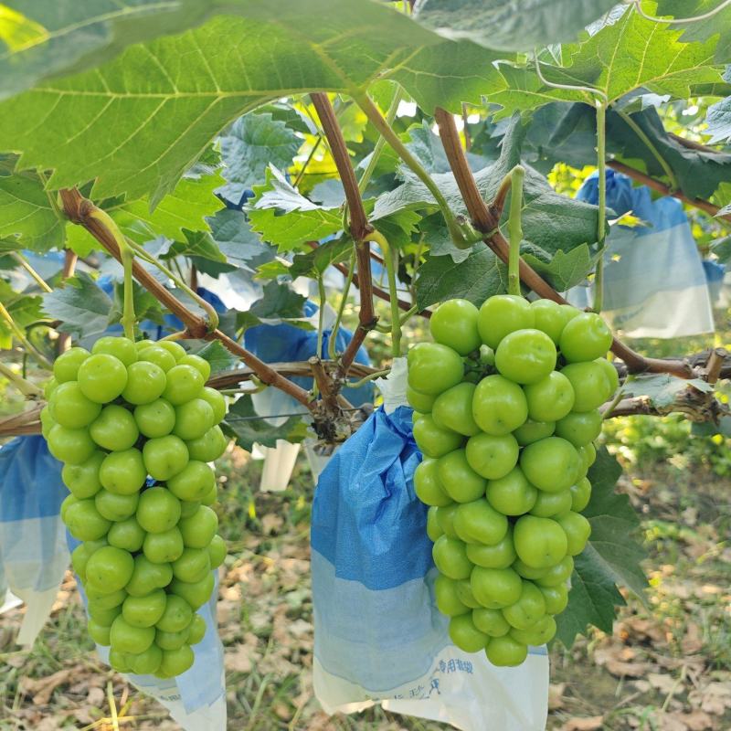 阳光玫瑰