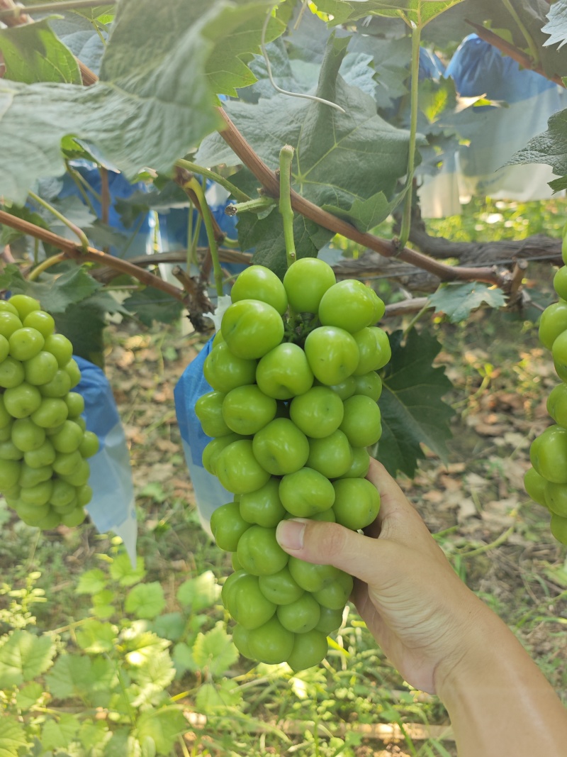 阳光玫瑰