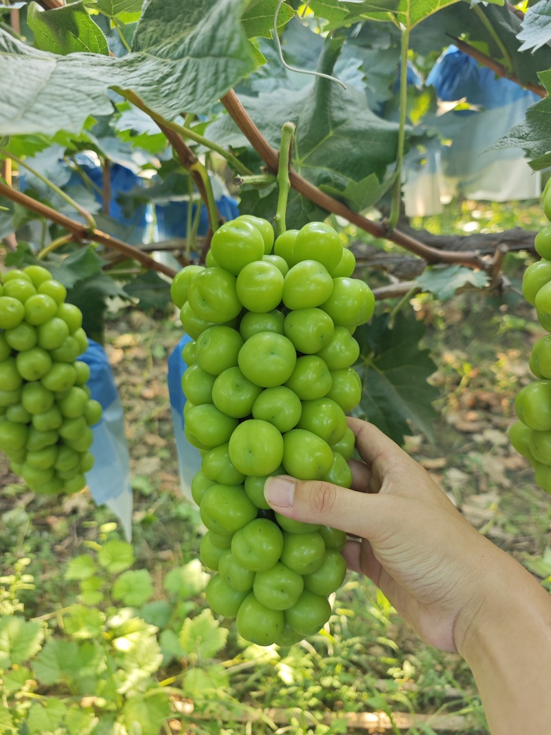 阳光玫瑰