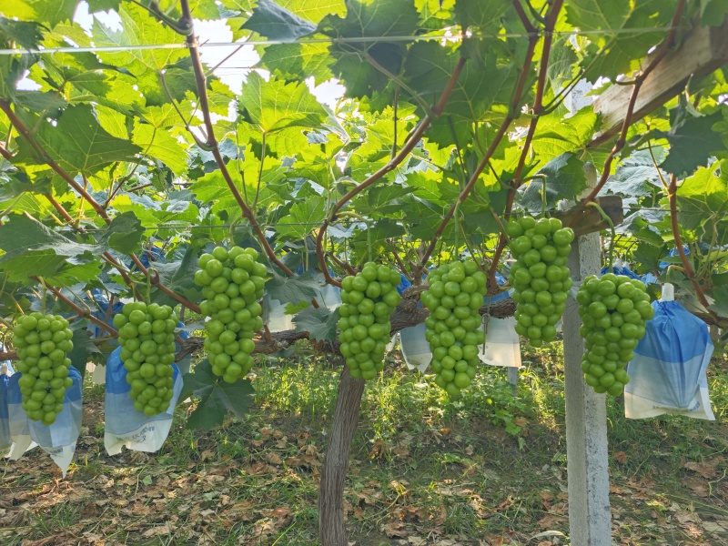 阳光玫瑰