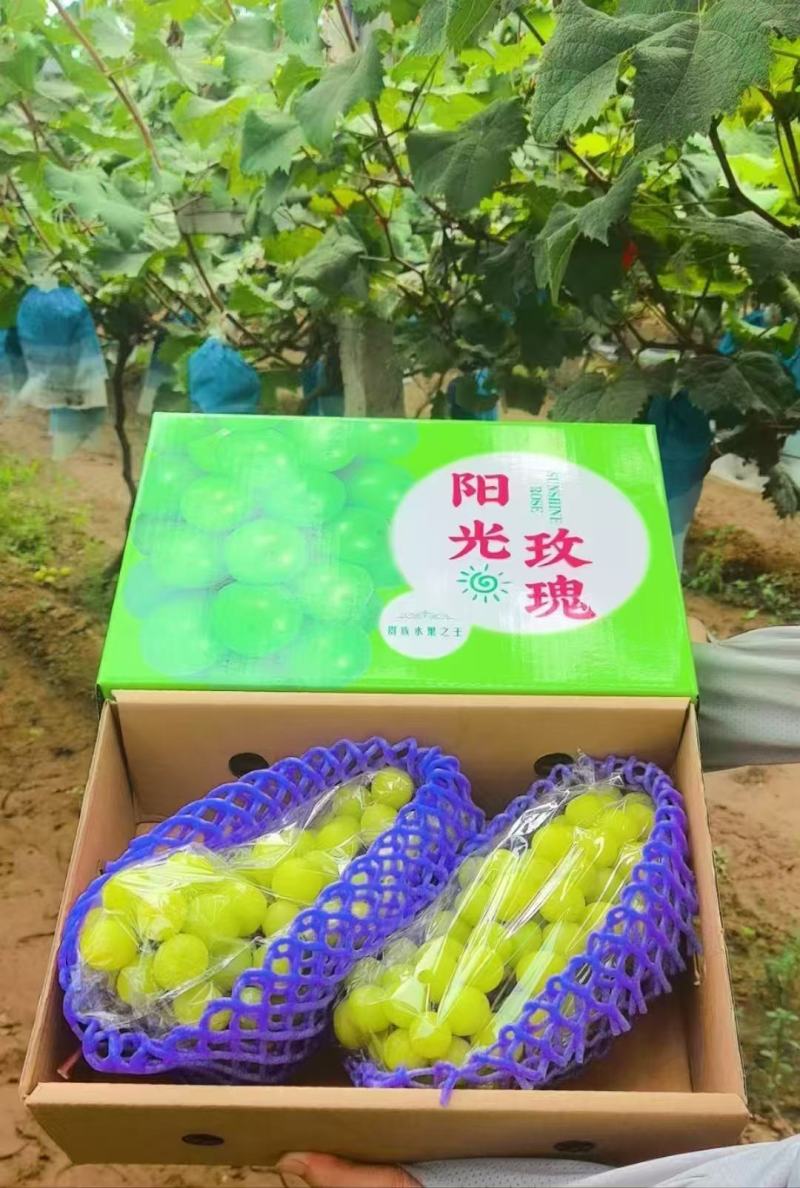 阳光玫瑰，葡萄产地大量现货对接电商团购代发