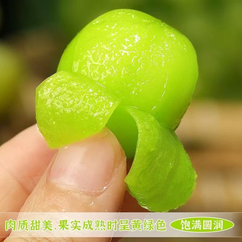 阳光玫瑰，葡萄产地大量现货对接电商团购代发
