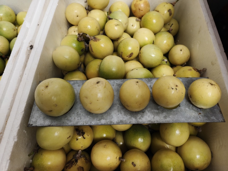 黄金百香果自家种植品质保证靓货上市