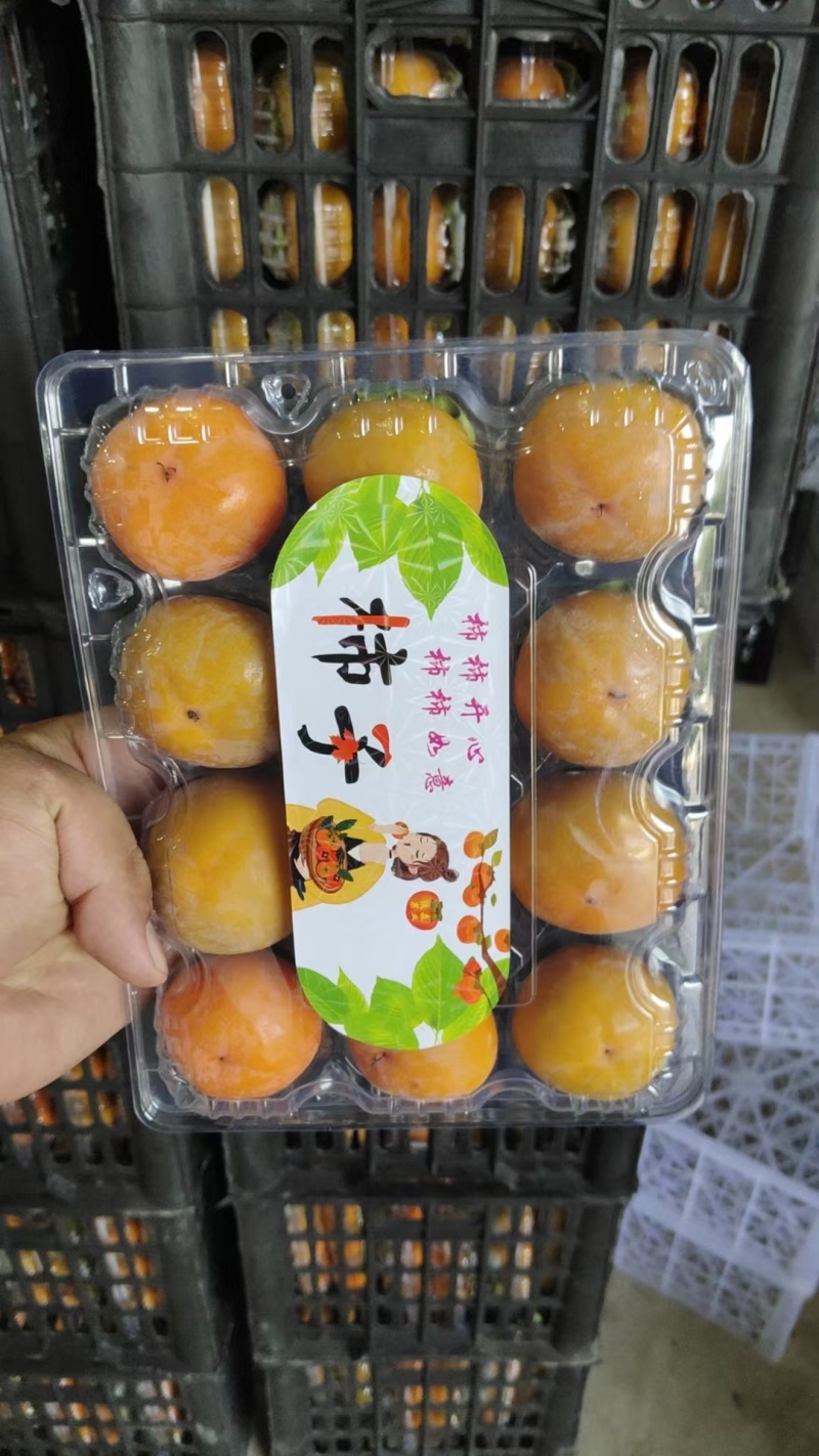 七月黄大量供应