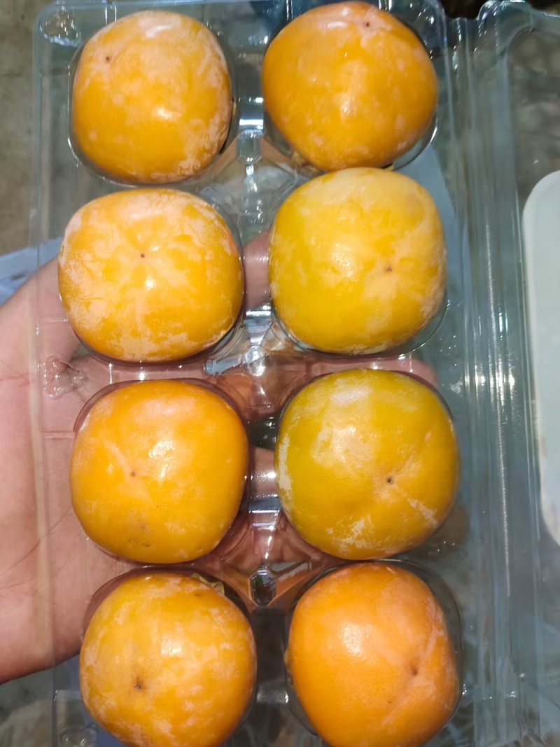 七月黄大量供应
