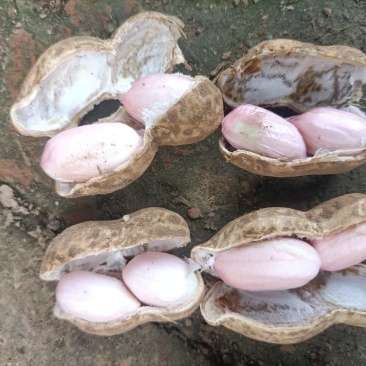 鲜花生新鲜花生微带泥