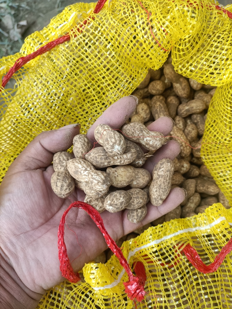 鲜花生新鲜花生微带泥