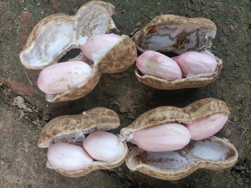 鲜花生新鲜花生微带泥