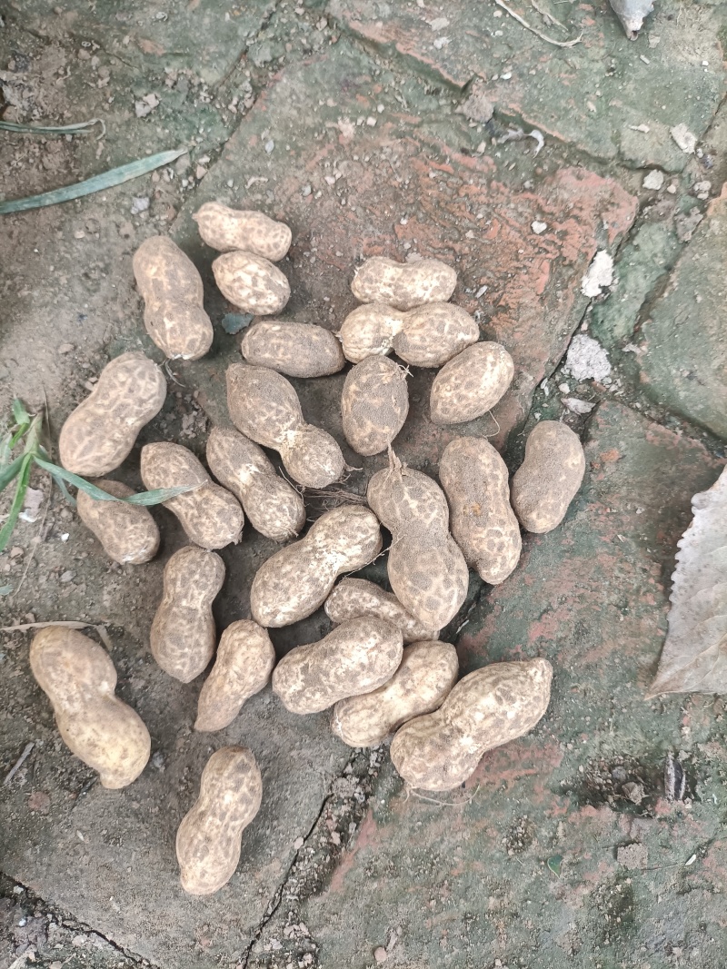 鲜花生新鲜花生微带泥