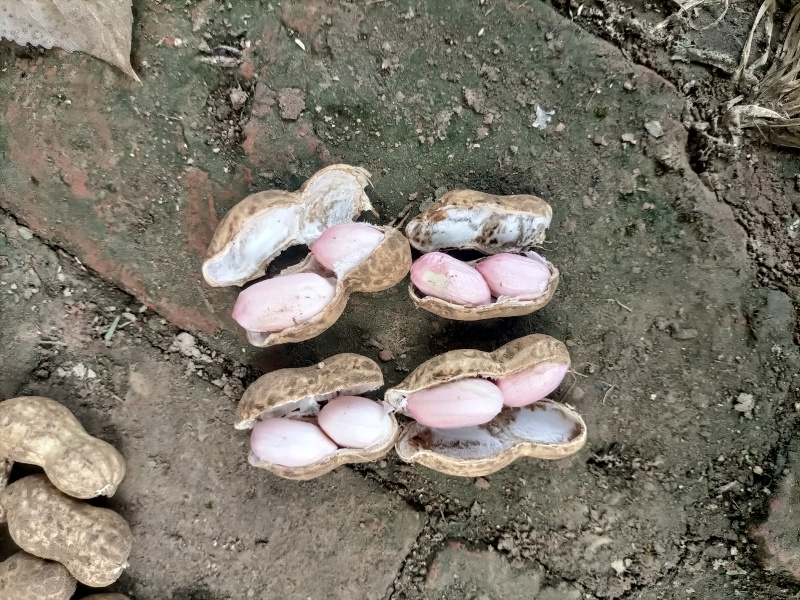 鲜花生新鲜花生微带泥