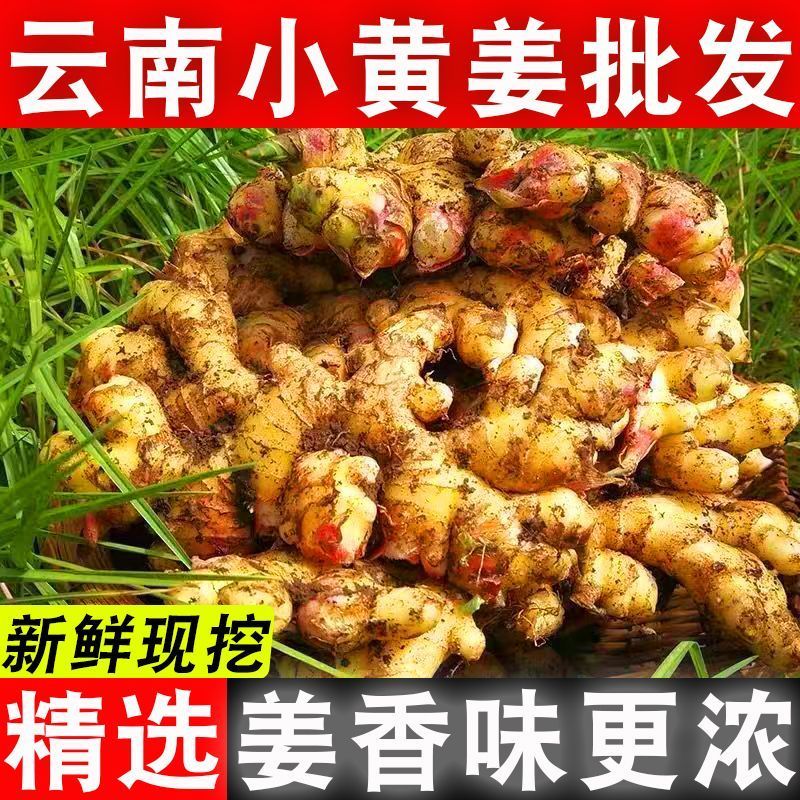 云南小黄姜生姜新鲜现挖嫩姜仔姜老姜批发价应季新鲜蔬菜