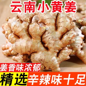 云南小黄姜生姜新鲜现挖嫩姜仔姜老姜批发价应季新鲜蔬菜