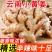 云南小黄姜生姜新鲜现挖嫩姜仔姜老姜批发价应季新鲜蔬菜