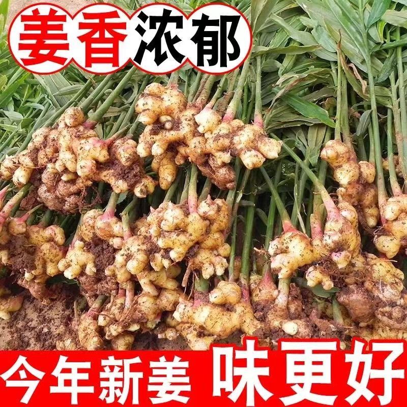 云南小黄姜生姜新鲜现挖嫩姜仔姜老姜批发价应季新鲜蔬菜
